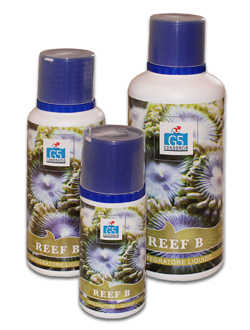 Reef B