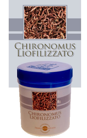 Chironomus Liofilizzato