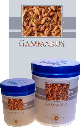 Gammarus